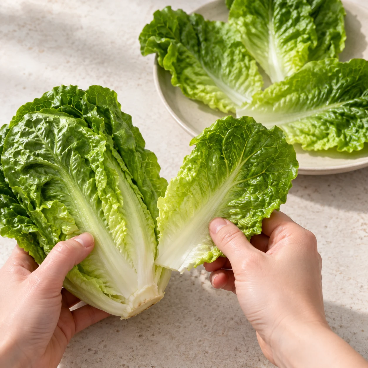 Une seule action : Détacher les feuilles de salade. Les feuilles sont séparées et peuvent être posées à plat sur une grande feuille de laitue. Seulement Salade verte. Toute enveloppe est de la laitue verte opaque. Supprimer toute feuille de riz et toute crevette de la capture de référence.